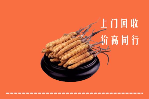 高价求购：温州市鹿城区回收散虫草
